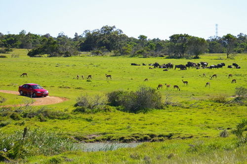 Kragga Kamma Game Park Hotel Port Elizabeth Exterior photo