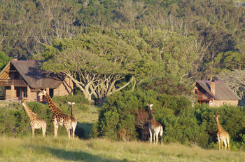 Kragga Kamma Game Park Hotel Port Elizabeth Exterior photo