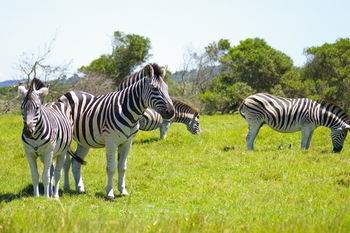 Kragga Kamma Game Park Hotel Port Elizabeth Exterior photo